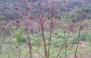 Imagem 8: Terreno barato. 4.500m² de Área