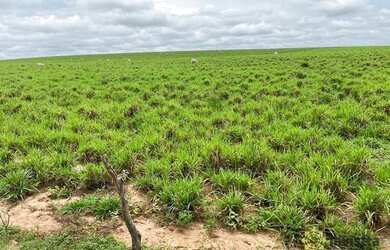 Imagem 12: Fazenda à venda, 7200000 m² por R$ 4.200.000,00 - Zona Rural - Pedro...