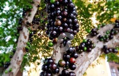 Imagem 5: Casa à venda, 300 m² por R$ 890.000,00 - Centro - São Gonçalo/RJ