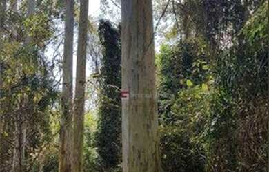 Imagem 9: Sítio à venda, 28000 m² por R$ 490.000,00 - Pau D alho - Itu/SP