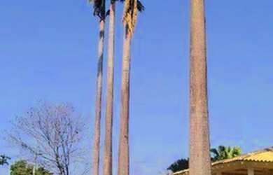 Imagem 8: Terreno à venda, 250 m² por R$ 335.000 - Jardim Montecatini - Londrina/PR