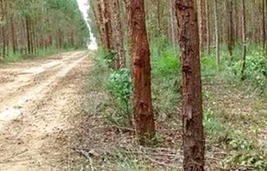 Imagem 2: Fazenda à venda, m² por R$ 13.500.000,00 - Setor Central - Novo Acordo/TO