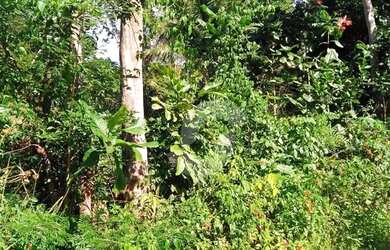 Imagem 14: Terreno à venda, 6418 m² por R$ 1.000.000,00 - Centro - Maricá/RJ