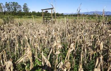 Imagem 2: terreno em São João do Sul SC, na Sociedade Glorinha