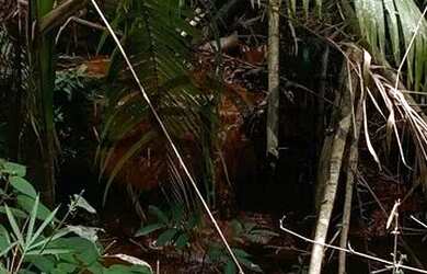 Imagem 10: 2449 - Ótima Fazendinha de 32 HA, limpa formada, em ótimo local com...