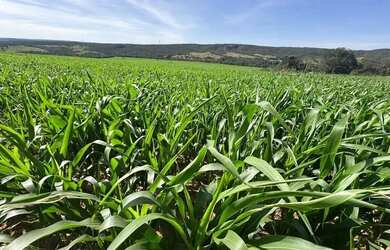 Imagem: A fazenda possui 6050000m² de Área e está localizado em Água