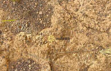 Imagem 7: Fazenda à venda, 2.463 Hectares em Aparecida do Rio Negro - TO