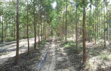 Imagem 12: Fazenda à venda, m² por R$ 13.500.000,00 - Setor Central - Novo Acordo/TO