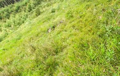 Imagem 8: Belíssimo sítio de 5.3 hectares em Urussanga