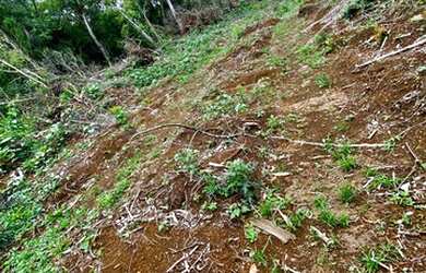 Imagem 15: Belíssimo sítio de 5.3 hectares em Urussanga