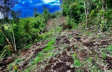 Imagem 16: Belíssimo sítio de 5.3 hectares em Urussanga