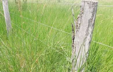 Imagem 12: Fazenda região de poconé