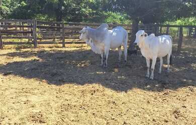 Imagem 11: Fazenda de 114,7 hectares toda plana, toda cercada no arame liso com Rio...