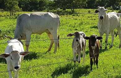 Imagem: Fazenda/Sítio/Chácara para venda com 500000 metros quadrados