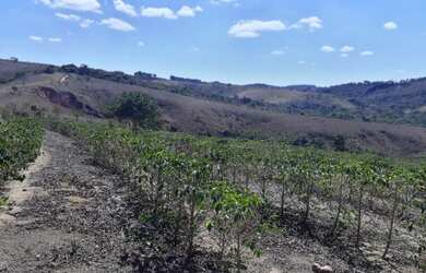 Imagem 3: Terreno 107 Hectares em São Tiago Ótimo Preço