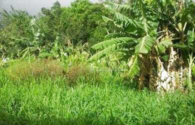 Imagem 3: Terreno à venda, 400 m² por R$ 110.000,00 - Jardim do Cedro - Gravataí/RS