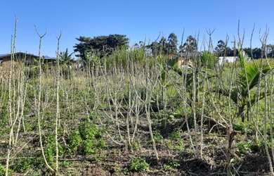 Imagem 4: terreno em São João do Sul SC, na Sociedade Glorinha