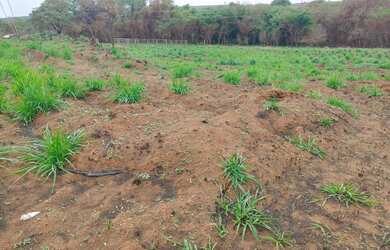 Imagem 3: VENDA/TROCA TERRENO COM 4 HECTARES, BEIRA RIO