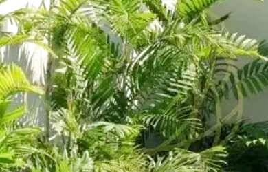 Imagem 3: Barra da Tijuca Casa 5 quartos, sendo 5 suites