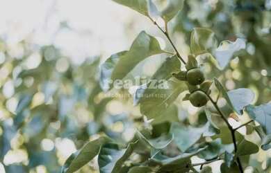 Imagem 14: TERRENO EM GRAMADO. 800m² de Área