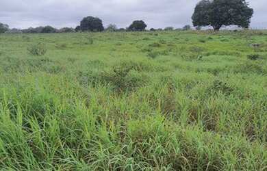 Imagem: A fazenda possui 21.600m² de Área e está localizado em Cerro