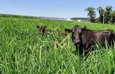 Imagem 4: Sítio - 54.450 m² por R$ 1.900.000 - Rio Do Salto - Cascavel/PR