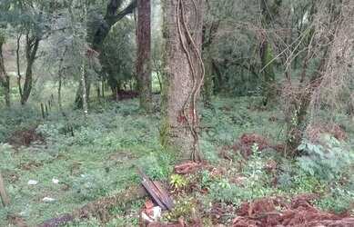 Imagem 6: Terreno à venda em Canela