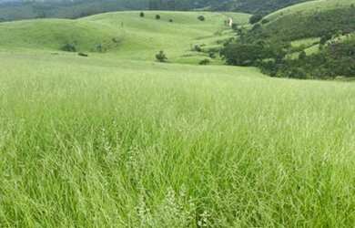Imagem 16: 10.000m² de terra na Represa de Igaratá por apenas 150mil