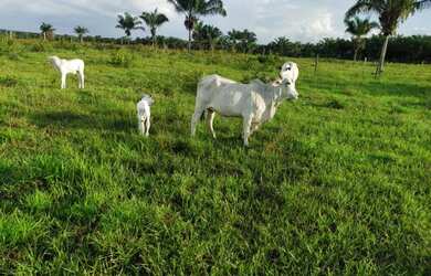 Imagem 4: 171 alqueires por 12 milhões de reais com 800 vacas dentro há 150 km...