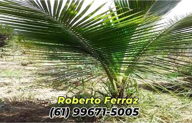 Imagem: A casa em condomínio possui 3 Dormitórios, 2 Banheiros, 3