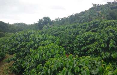 Imagem: A fazenda e está localizado em Domingos Martins, ES à venda