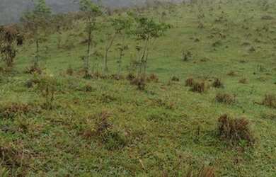 Imagem 8: Maravilhoso Sítio Em Rio Preto M.G. 168 Hectares