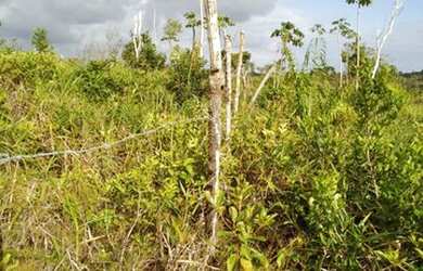 Imagem: O terreno possui 120m² de Área e está localizado em Andaraí
