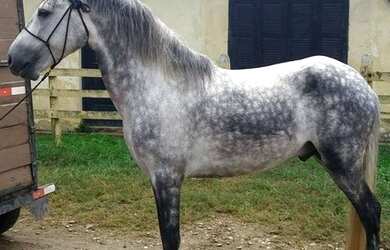 Imagem: A fazenda está localizado em Santa Luzia, MA à venda por R$1.000