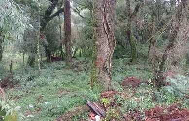 Imagem 8: Terreno à venda em Canela