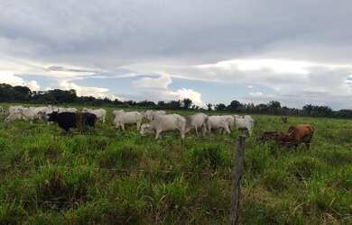 Imagem 6: 171 alqueires por 12 milhões de reais com 800 vacas dentro há 150 km...