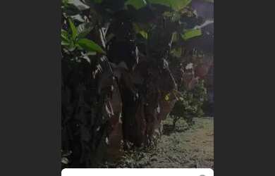 Imagem 5: Vendo Casa na Roça