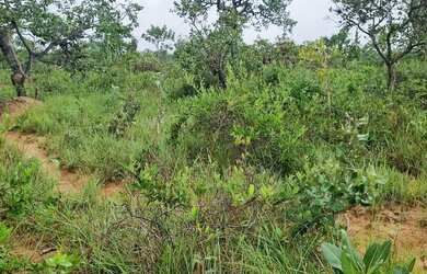 Imagem 2: Fazenda 158 hectares valor 1.120.000