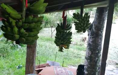 Imagem 15: Oportunidade dos sonhos Sítio em Canela