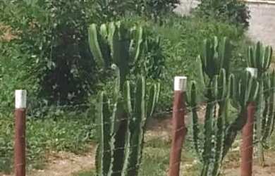 Imagem: A chácara possui 1.000m² de Área e está localizado em Monte