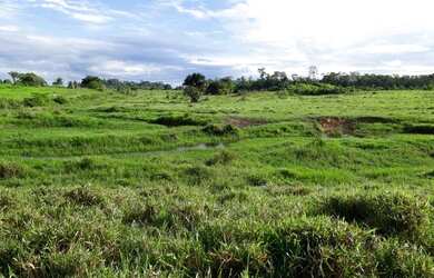 Imagem: A fazenda está localizado em Caroebe, RR à venda por R$1.000.000