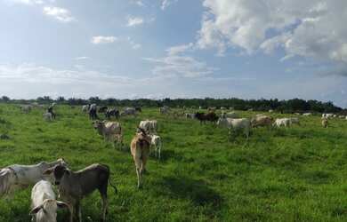 Imagem: A fazenda possui 850.000m² de Área e está localizado em