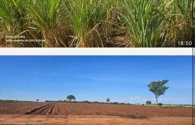 Imagem 7: Fazenda de cana. 