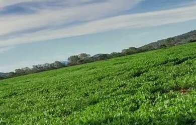 Imagem: A fazenda possui 208.000.000m² de Área e está localizado