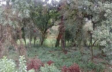 Imagem 7: Terreno à venda em Canela