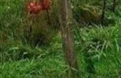 Imagem 4: Fazenda na pista Rodovia BR174, entre Km 60 e 63. 2.449ha com 3.900mts de fachada. 45.000