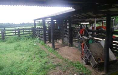Imagem 8: 50 alqueire 250 hectares toda no pasto por 3,5 milhões a 120 km de Belém