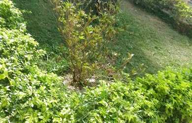 Imagem 5: São João Del Rei - Casa Padrão - Residencial Girassol