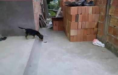 Imagem 3: Vendo casa com urgência no Icuí/MV