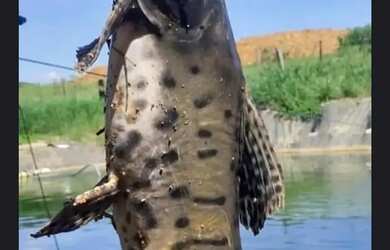 Imagem 9: A M IMOVEIS VENDE EXELENTE FAZENDA COM 180HECTARES EM PARACATU MG